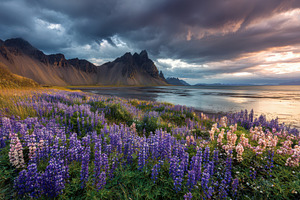 Lupine flowers bloom near dramatic m, a Photo by Pixeness Studio