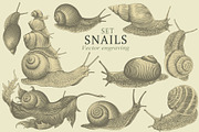Design set Snails. Vector engraving, an Animal Illustration by Vector Engraving (Thumbnail 1 of 4)