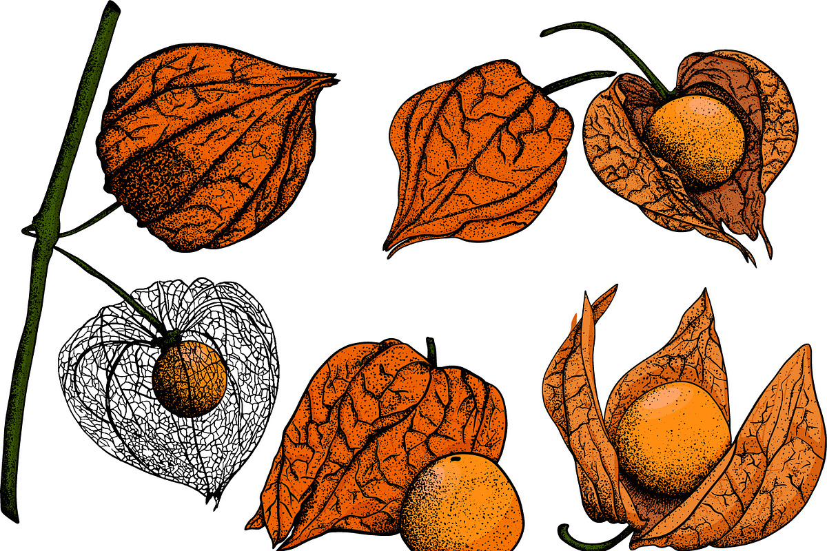 Hand drawn vector physalis.Tomatillo, a Decorative Illustration by Elena Mykhailenko (Photo 5 of 9)