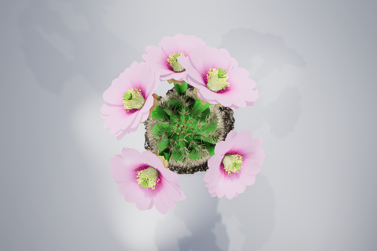 Spiral Cactus, an Environmental 3D Model by AndrewWhite (Photo 8 of 13)