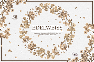 Edelweiss Watercolor Collections