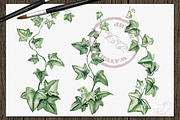 Ivy Watercolor Illustration, a Decorative Illustration by DioFlow (Thumbnail 4 of 5)