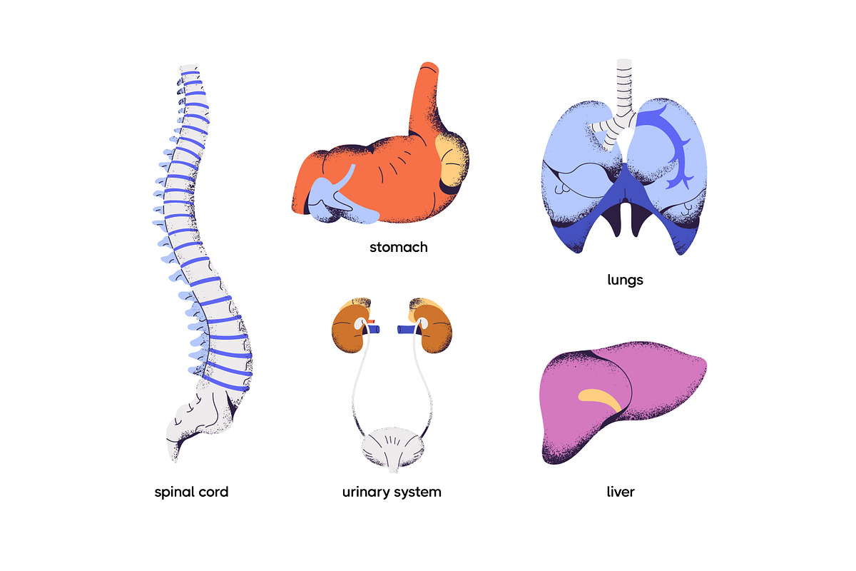 Human body anatomy, internal organs, a Healthcare Illustration by PaperTrident (Photo 2 of 3)
