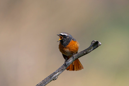 Male common redstart singing on a branch., an Animal Photo by CreativePhotoSpain