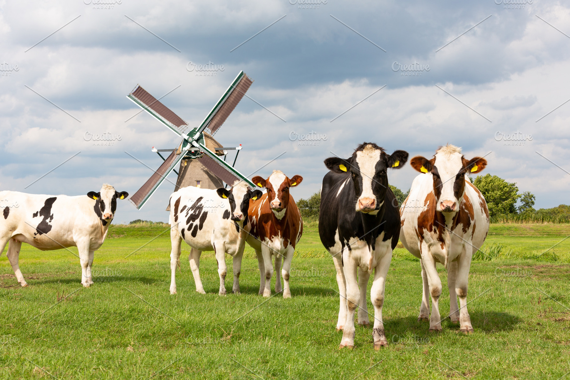 5 staring cows in front of a windmil, an Animal Photo by misign