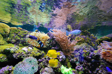 Fish featuring fish, underwater, and sea, an Animal Photo by Byrdyak