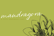 Mandragora