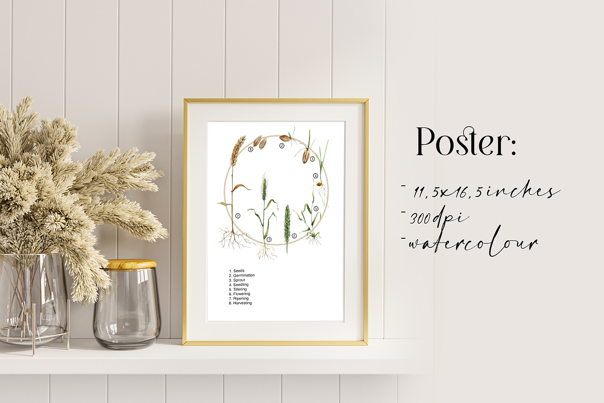 Wheat Life Cycle Clip Arts & Posters, an Education Illustration by Tati Bordiu (Photo 3 of 4)