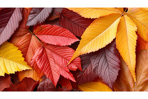 Vibrant autumn leaves in red, yellow, a Nature Photo by Lermont51