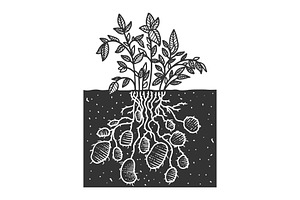 Potato Plant Sketch Vector