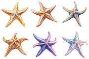 Starfish Watercolor Clipart, an Illustration by SinaCreation (Thumbnail 3 of 5)