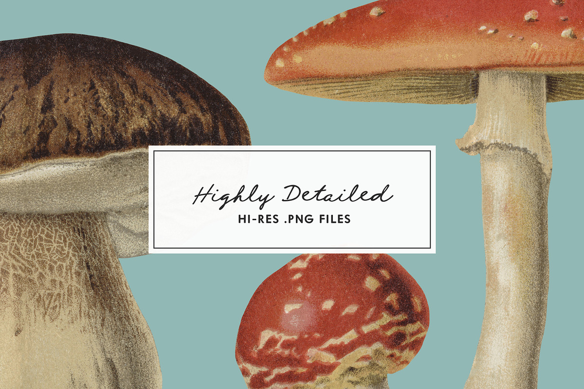 Fungi - Vintage Illustrations, an Illustration by Graphic Goods (Photo 4 of 9)