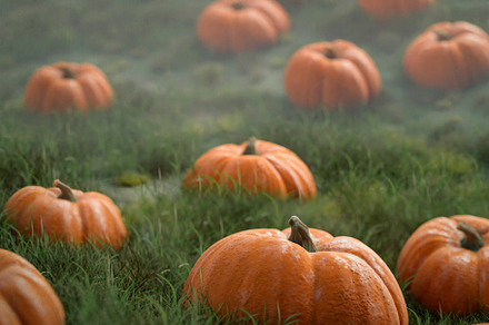 Pumpkin field in autumn season.