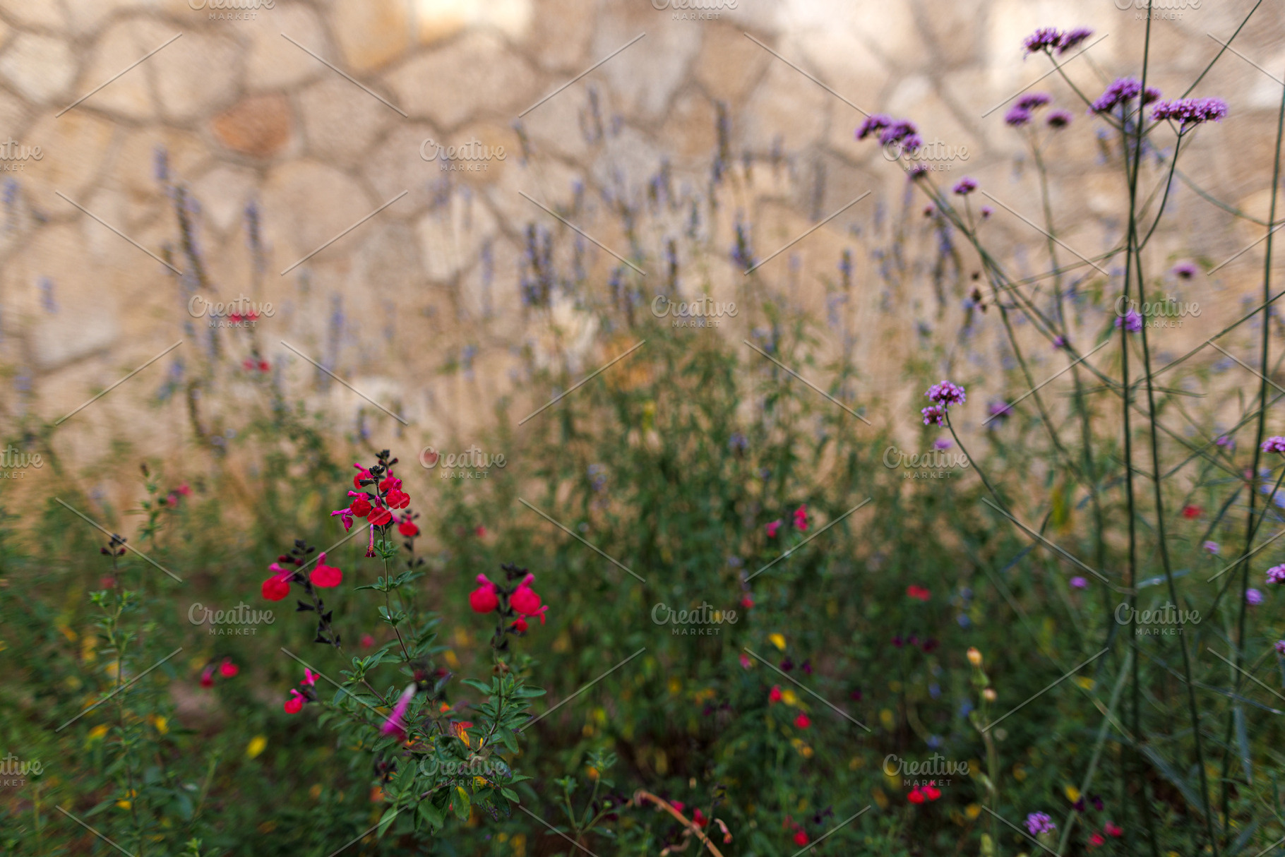 Delicate Wild Flowers Blooming in a Rustic Garden with Stone Wal, an Architecture Photo by Bepslabor