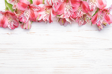 Beautiful Alstroemeria flowers on wooden background, a Nature Photo by Olena Rudo