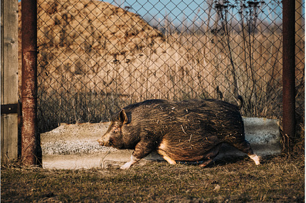 Pig Of Vietnamese Pot-bellied, an Animal Photo by Our Amazing World
