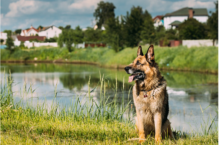 Alsatian Wolf Dog Sitting Near Lake, an Animal Photo by Our Amazing World