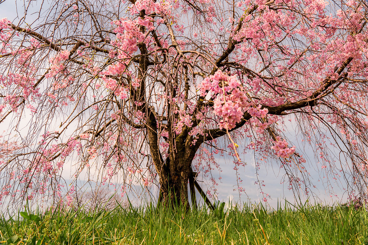 Cherry Blossom Landscape 5 Photos, a Nature Photo by Silent Nature (Photo 4 of 6)