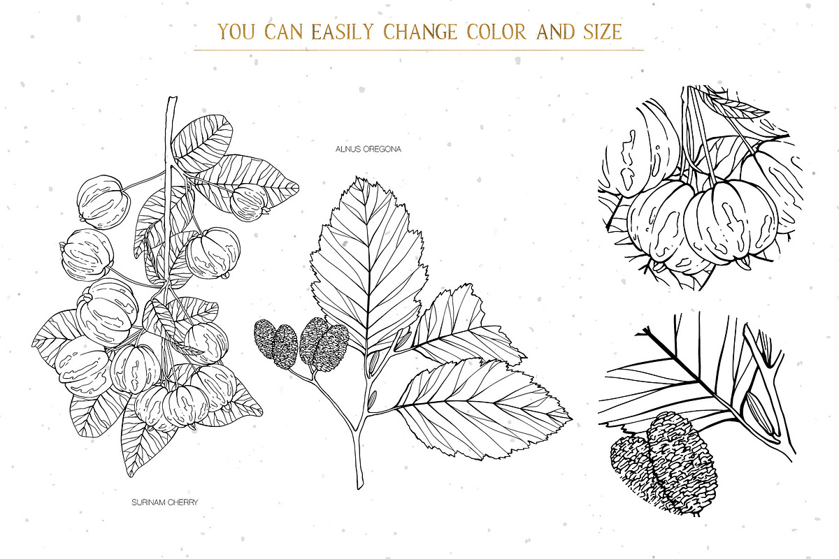 Branches, Leaves and Berries Vol. 2, a Seasonal Illustration by GVGraphics (Photo 11 of 12)