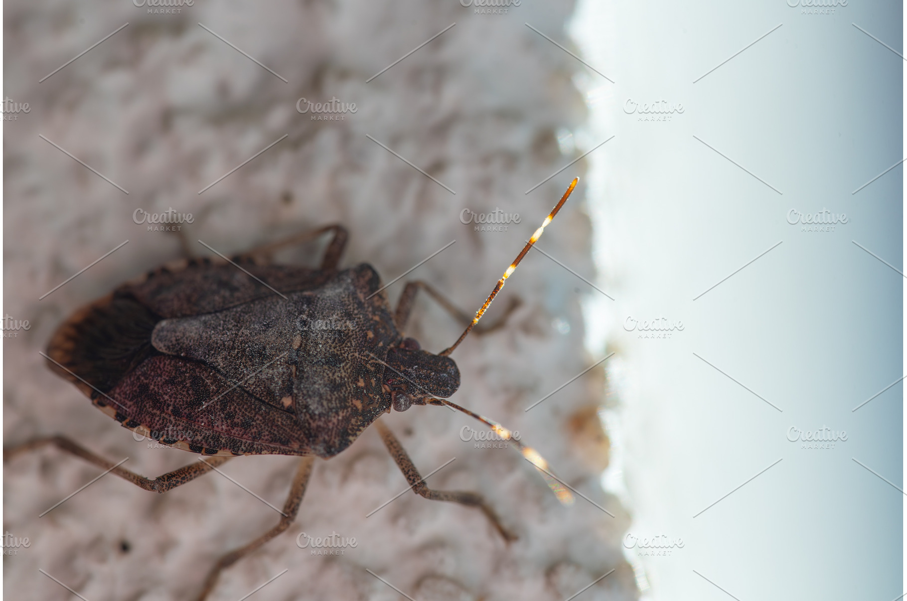 Macro Photo of a Brown Stink Bug on, an Animal Photo by MadPhotos