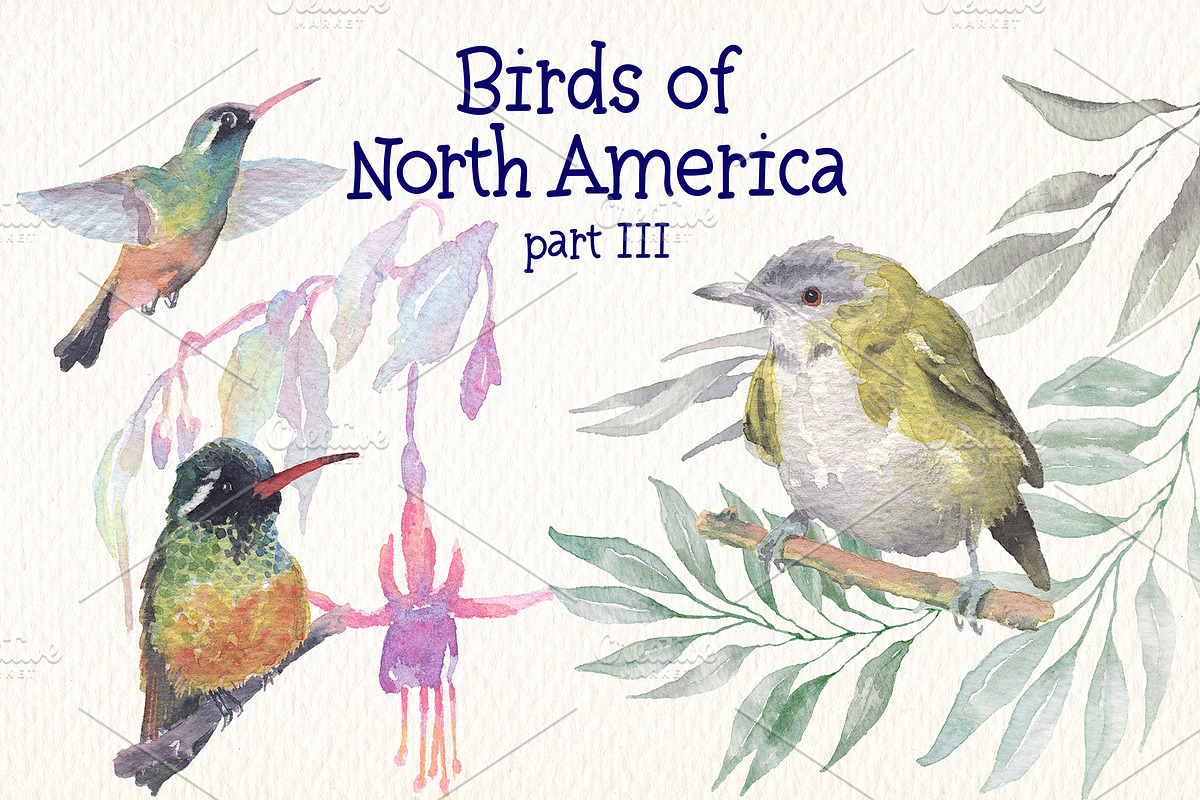 Birds of North America part 3, an Animal Illustration by Art & Things (Photo 1 of 8)