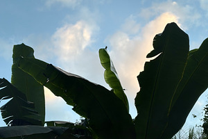 Plantain Plants In The Country Side