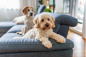 Maltipoo Puppy and Beagle Dog