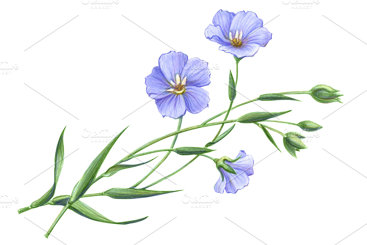 Flax Pencil Drawing Isolated, a Healthcare Illustration by Anna Repp Illustration (Photo 1 of 4)