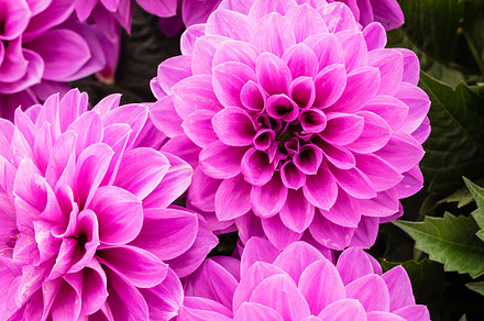 Purple dahlia flowers in bloom, a Nature Photo by Zigzag Mountain Art