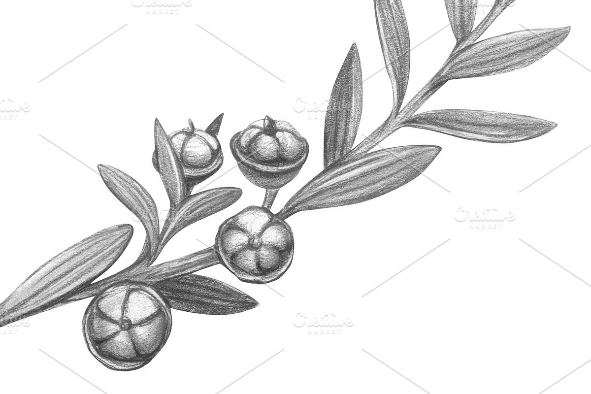 Manuka Pencil Drawing, a Healthcare Illustration by Anna Repp Illustration (Photo 4 of 4)