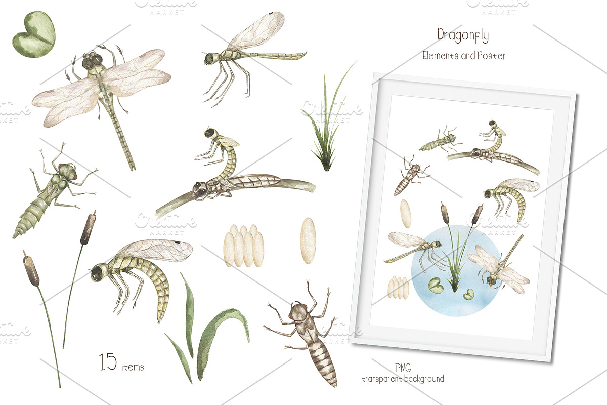 Watercolor Insects Life Cycle, an Education Illustration by MayaNavits (Photo 8 of 18)