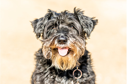 Close up portrait of a Dog breed, an Animal Photo by Iván Moreno STOCK PHOTO