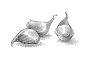 Garlic set engravings #2, a Food Illustration by Irina Trusova (Thumbnail 5 of 6)