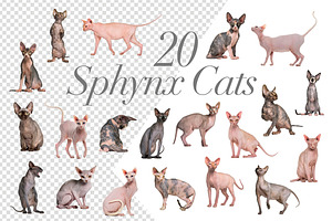 100 Cats Bundle - Cut-out Pictures