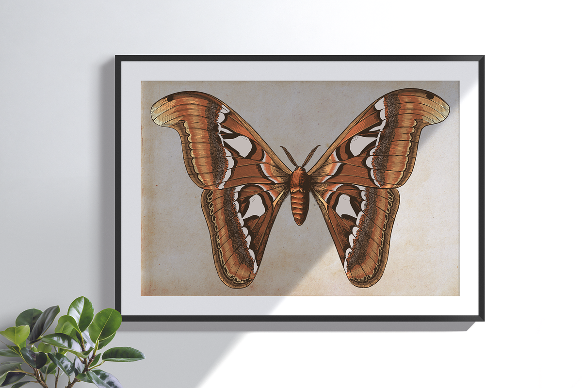 Moth Illustration Vector Set, an Illustration by Kusumaillustration (Photo 10 of 11)