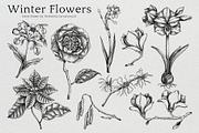 Winter Flowers Christmas Collection, a Seasonal Illustration by Yevheniia (Thumbnail 3 of 12)