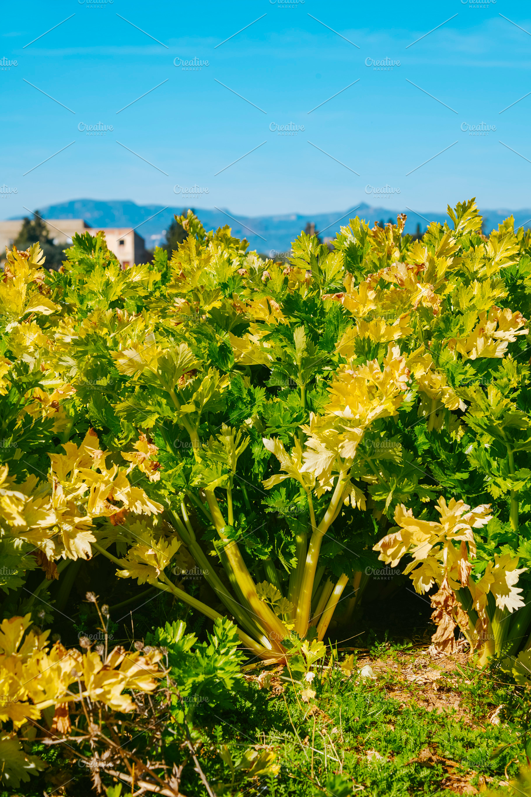 celery plants growing in an open field, a Photo by Nito