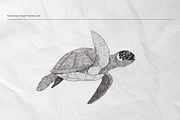 The Seagulls and  Their Sea Friends, an Animal Illustration by Kurakoza (Thumbnail 5 of 18)