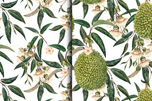 Watercolor Durian Set PNG