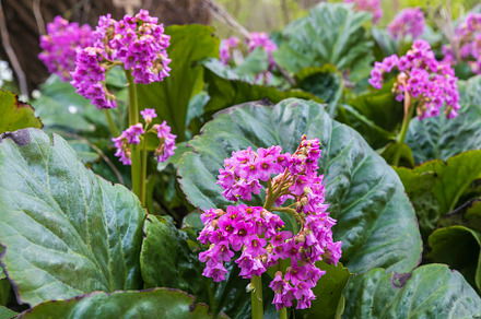 Blooming Bergenia crassifolia