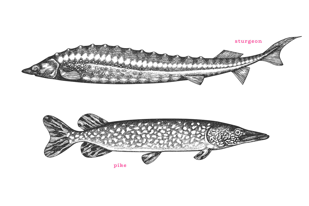 Fish#2 Vector Collection, a Food Illustration by Lubov Illustrations Shop (Photo 5 of 12)