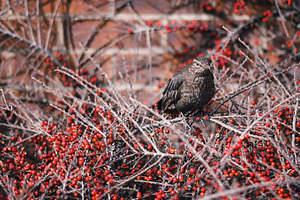 Bird in red