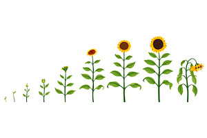 Sunflower Growth Stages. Agriculture