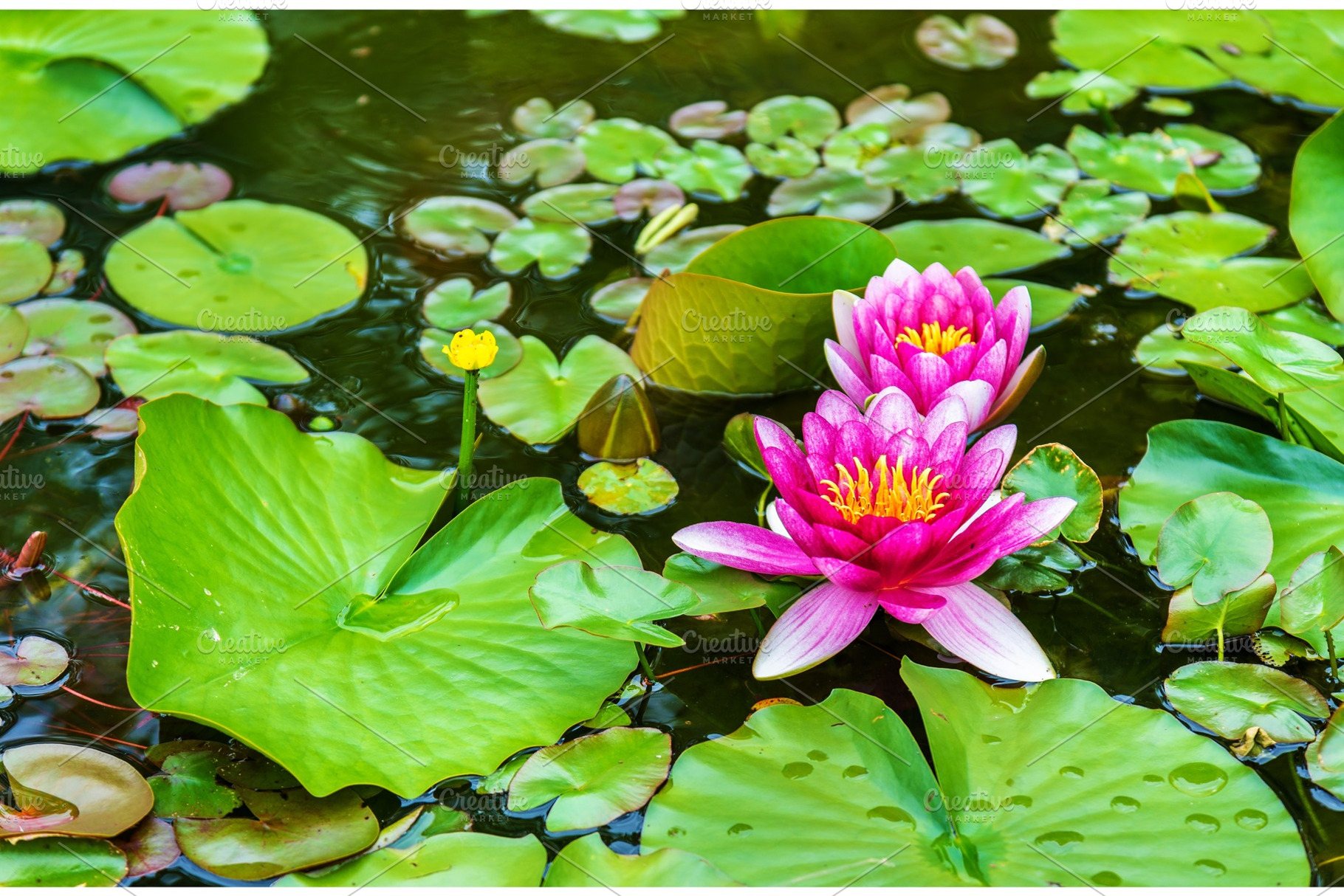 Water lily of Koko-en garden in Himeji, a Nature Photo by Leonid Andronov