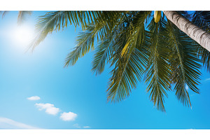 tropical palm summer background ai, a Nature Photo by pikepicture