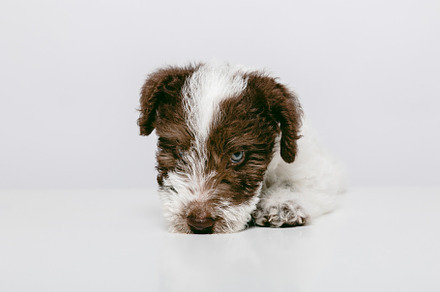 Close-up of a Fox Terrier puppy