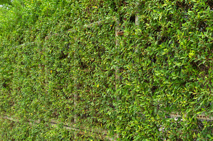 Vertical garden lush green grass wall pattern surface texture. C, a Background Photo by Tampatra