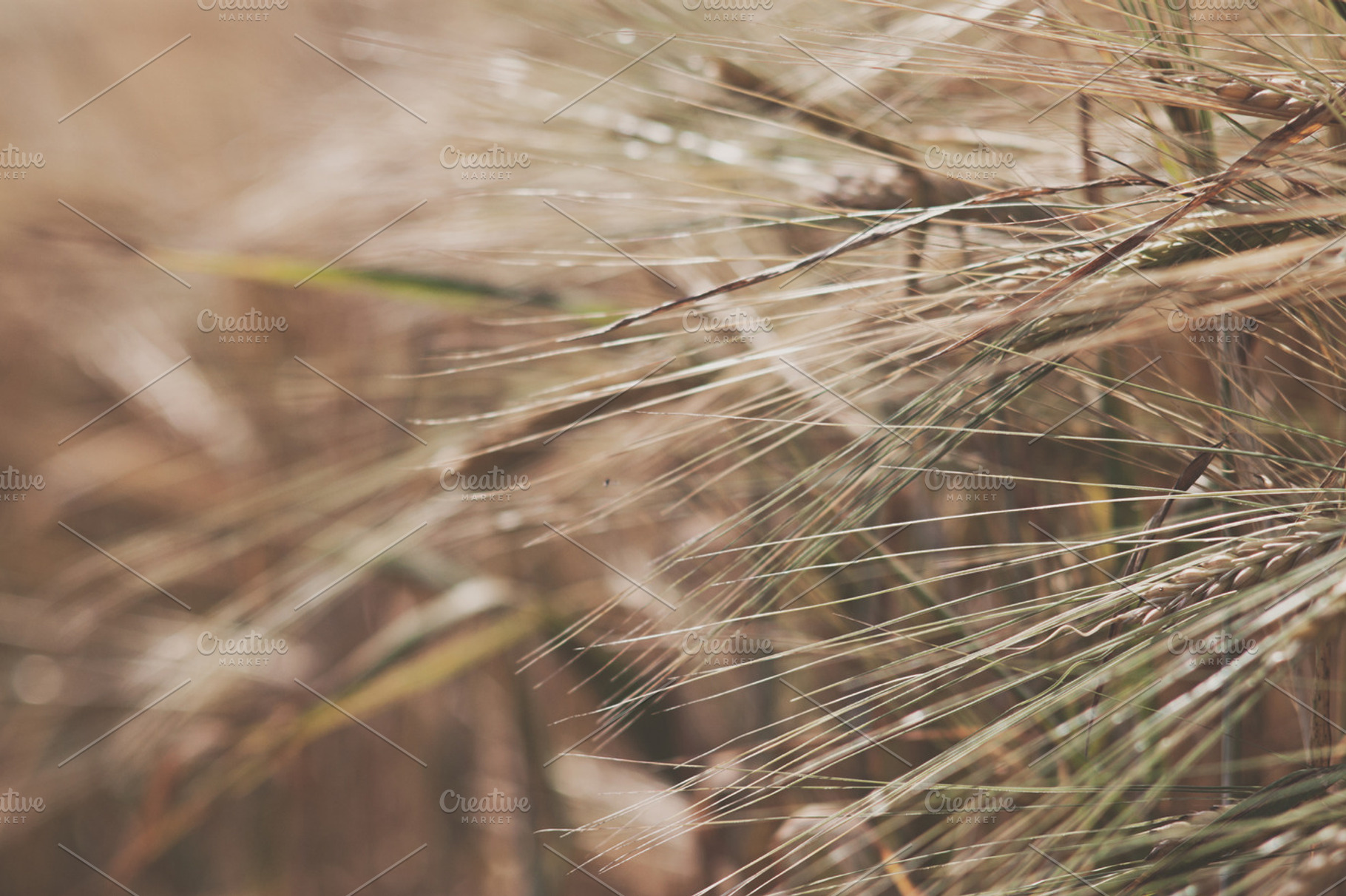 Corn containing nature, photography, and corn, a Nature Photo by Noteless Space