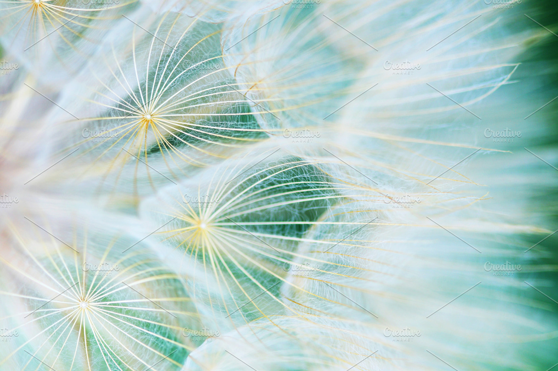 Dandelion 1, an Abstract Photo by Maria Dattola Photography