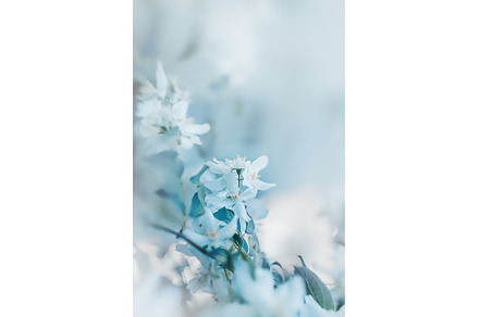 white flowers on a blurred, a Nature Photo by BazziBa♥